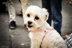 Pilivigo 4 Pilivigo 4