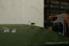 Anastasia 9 Anastasia 9