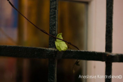 Anastasia 9 Anastasia 9