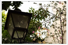 Diego Martínez Castañeda