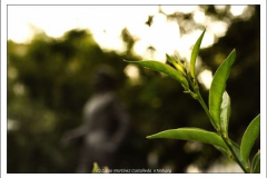 Diego Martínez Castañeda