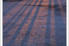 Diego Martínez Castañeda Diego Martínez Castañeda