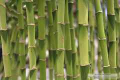 Ana_Isabel_Rey_Botello_DSC_0014_1 Ana_Isabel_Rey_Botello_DSC_0014_1