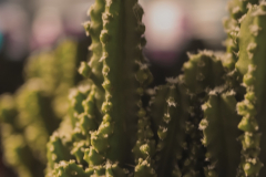 cdlsaints_2019-07-29_18-55-10_590_2019-08-05T12_16_14.334