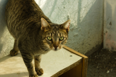 20191124-refugio-la-higuera-anastasia-kondratieva-10 20191124-refugio-la-higuera-anastasia-kondratieva-10