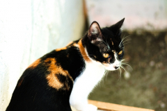 20191124-refugio-la-higuera-diegomc.org-18 20191124-refugio-la-higuera-diegomc.org-18