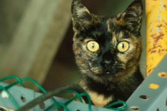 20191124-refugio-la-higuera-diegomc.org-20 20191124-refugio-la-higuera-diegomc.org-20