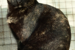 20191124-refugio-la-higuera-diegomc.org-49 20191124-refugio-la-higuera-diegomc.org-49