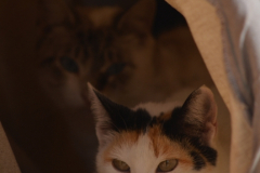 20191124-refugio-la-higuera-hugo-quezada-09 20191124-refugio-la-higuera-hugo-quezada-09