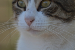 20191124-refugio-la-higuera-hugo-quezada-11 20191124-refugio-la-higuera-hugo-quezada-11