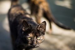 20191124-refugio-la-higuera-susana-servan-29 20191124-refugio-la-higuera-susana-servan-29